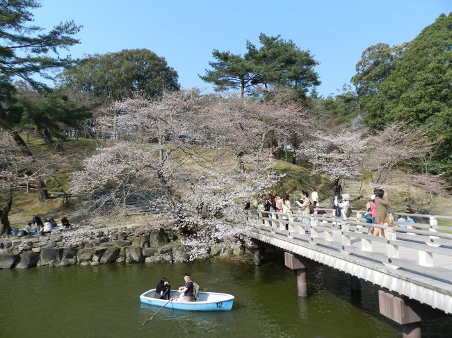 「鷺池」周りの桜