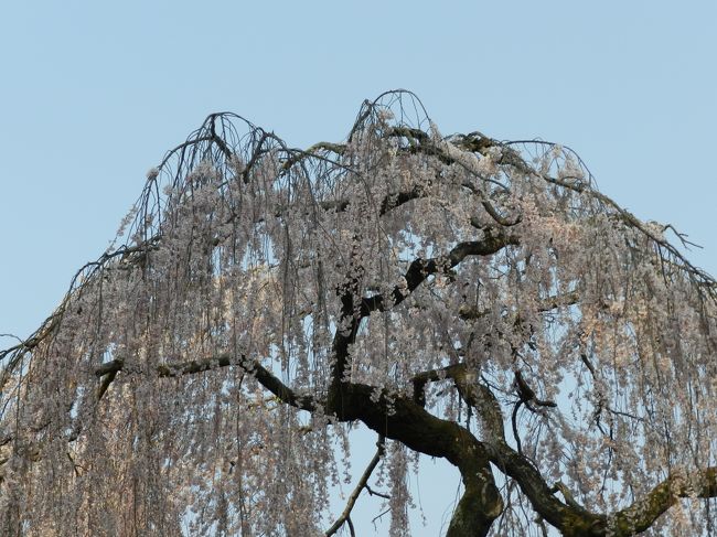 氷室神社の枝垂れ桜