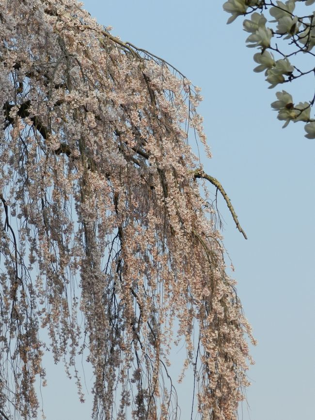 氷室神社の枝垂れ桜<br /><br />"The End"
