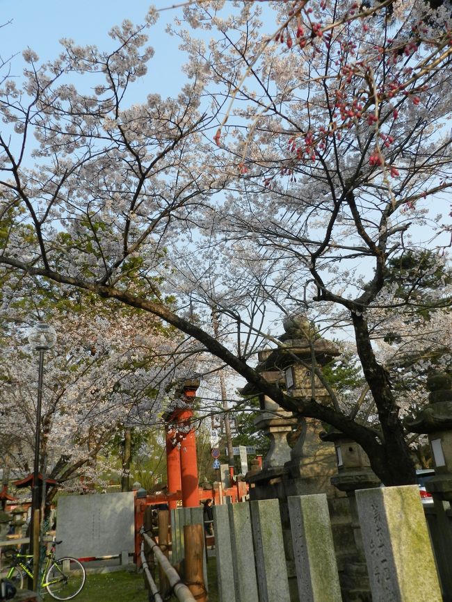 氷室神社の入口付近のソメイヨシノ。