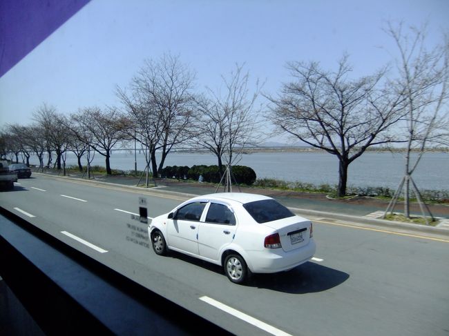 このあたりも桜はつぼみ。