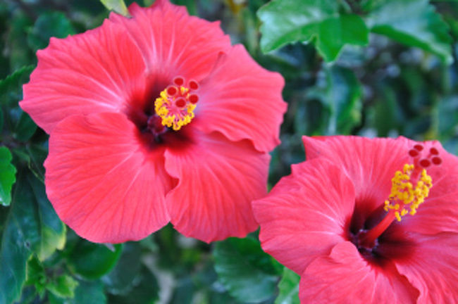 ホテルの生垣にちらほら咲いているハイビスカス。