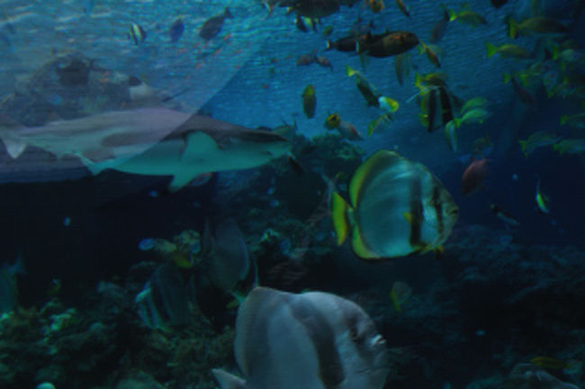 オーたくさんの魚さん。