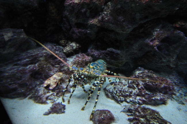 「食べたい」と言った人がいました。うなずける。