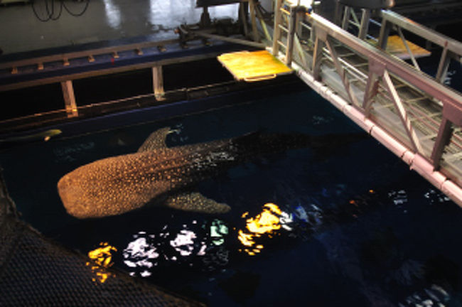 上からも見れたが、やはりなかから見たほうが迫力があるので慌てて引き返す。考えてみたら慌てる必要はなかった。