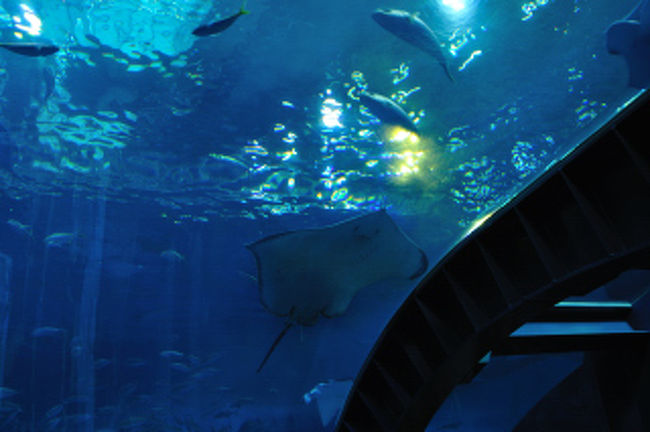 下から見えて面白い。