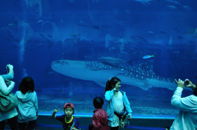 ジンベエザメが近づくと写真班大忙し。