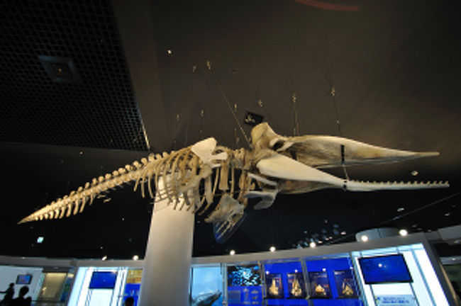忘れた、多分クジラの骨。