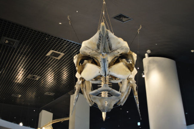 これも忘れた。多分クジラの骨、大きいものはみなクジラ。