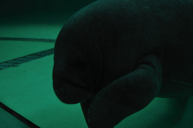 メキシコから来たマナティー