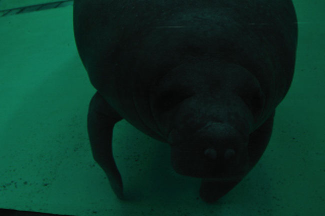 マナティーを見ていると力が抜ける。