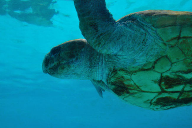 ウミガメさん目が大きい。