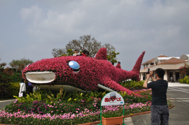 花ジンベエ。花シリーズもやはりこれが一番人気。