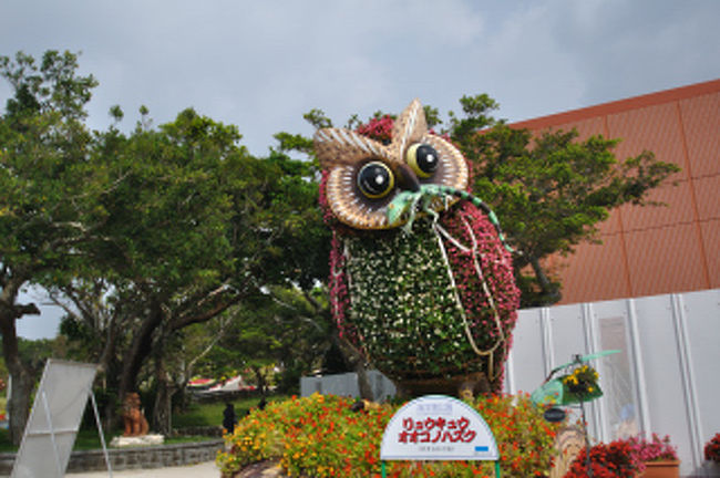 個人的にはこれがお気に入り。リュウキュウオオコノハズク。