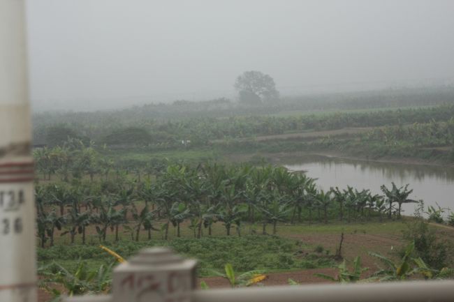 車窓からはバナナ　稲田が見える。ＡＨ１　アジアハイウェイ1号線を利用。