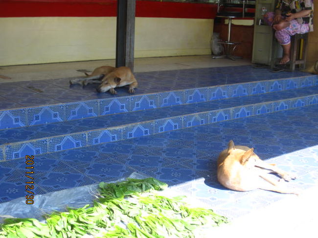 タイと同様、ここでも犬はのんびり。