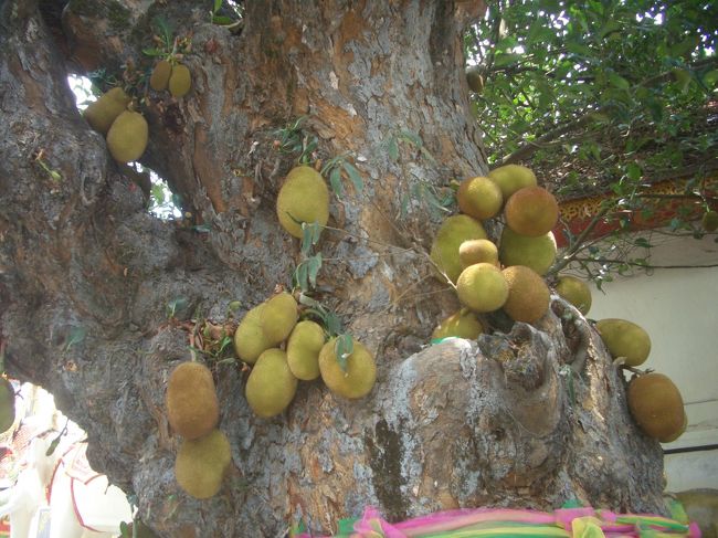 本堂の入り口脇の木に何か実のようなものが・・・<br /><br />食べられるのでしょうか？<br />