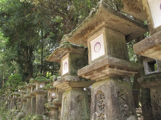 市街地の駐車場に車を止めた後、奈良公園へ。<br />まずは、公園の奥に当たる春日大社からだ。<br />参道で印象深いのはたくさんある石灯籠。<br /><br />