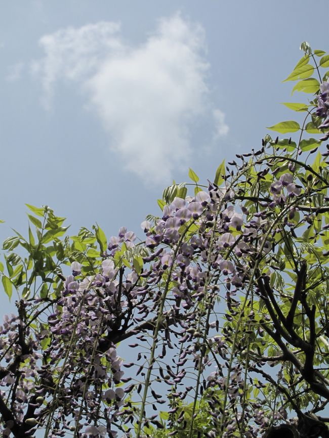 藤の花が開いている。<br />