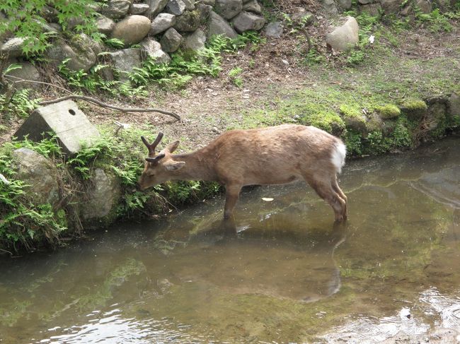 外に出る。<br />鹿発見。<br /><br />意外と鹿に出くわさない。<br />