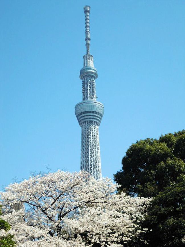 今月いよいよオープン 東京スカイツリーと桜と下町の風景 前編 浅草 東京 の旅行記 ブログ By ひろ ひろさん フォートラベル