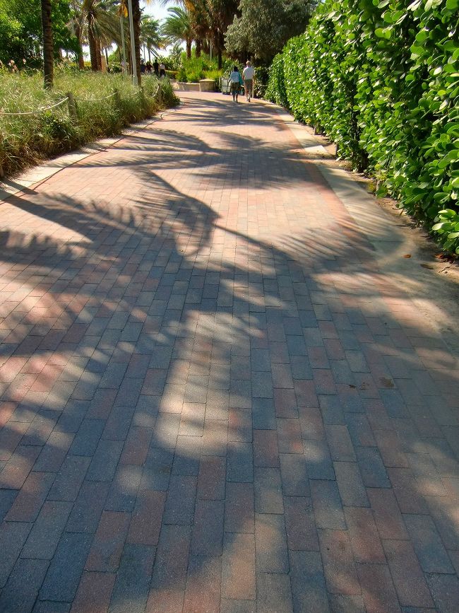 途中からはこんな道に。<br /><br />ヤシの木の陰が・・・綺麗！！<br /><br />