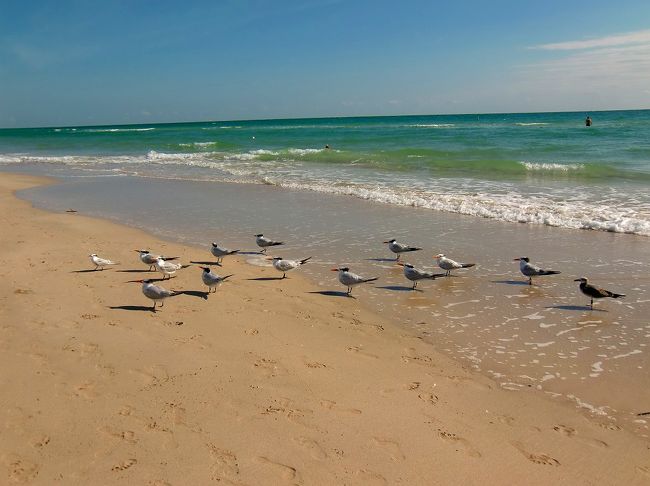 砂浜を歩いていたらこんな可愛い光景が・・・<br /><br />みんな同じ方向を向いているんですよ〜 ！<br />