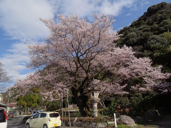 3月下旬某日。<br />岐阜で一番早咲きぐらいの桜、鵜飼桜。