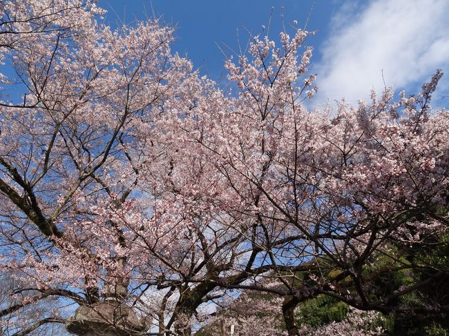 新聞では７，８割となっていたけど、、満開だー。