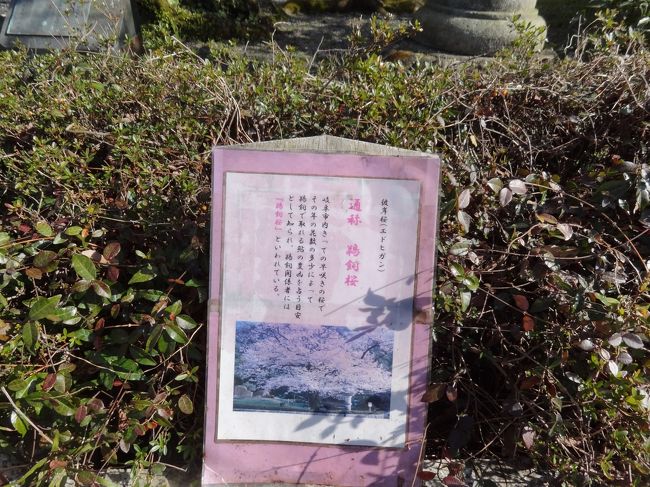 岐阜市護国神社境内（岐阜市御手洗）にあるヒガンザクラです。