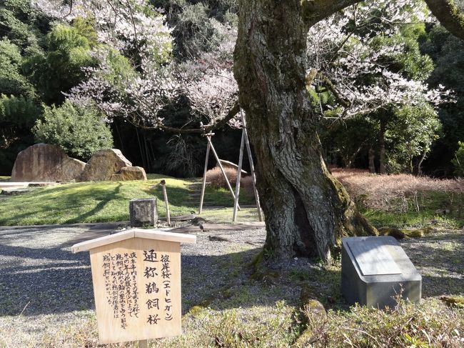 樹高は約８メートル。樹齢が１００年以上とのこと。<br />