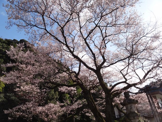 花は淡いピンク色で市内で最も早く開花します。かってはその年の花数の多いか少ないかで鵜飼での「鮎」の豊凶を占ったとされたことから「鵜飼桜」と呼ばれるようになったそうです。<br />
