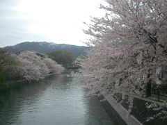 冷泉通りの桜並木