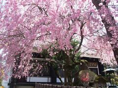 しかしソメイヨシノは終わっていたものの
「正眼寺」は「枝垂桜」がメインだったようで
まさに、満開＆見頃でした。

人もいない・御朱印も貰えそうに無い････
小さなお寺でしたが、枝垂桜のピンク色が青い空に
映えて、とっても風情があって素敵でした。

坂道を登ってきた疲れが取れた〜。