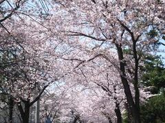 この日の小田原の桜は･･･前日の雨＆風の
影響か想像以上に、寂しい状態で･･･
ソメイヨシノは葉桜と言うより茶色く半分以下。

しかしコチラの「西海子小路」の桜は葉桜チックで
あったものの、まだまだ雰囲気あって素敵でした♪

通りの雰囲気も落ち着いていて良い感じなんです。
桜の木は大きくないですが、海にも近いので
潮の香りを感じながらの散策は、とっても心
穏やかな気分になれました。

綺麗な桜も見れて「norisaさん」には感謝です。
