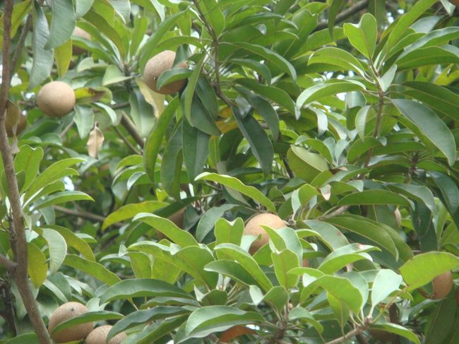 ミャンマーキウイ