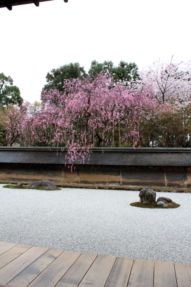 京都の桜 そうだ 春の京都 歩こう 前編 清水寺 龍安寺 仁和寺を歩く 今出川 北大路 北野 京都 の旅行記 ブログ By たらよろさん フォートラベル
