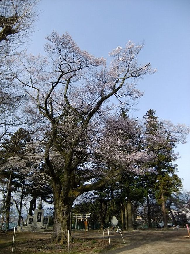 桜を追いかけて飯田市・愛宕神社で清秀桜と千代蔵桜と江戸彼岸と？？？