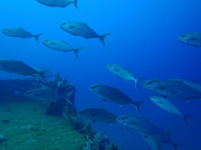 ポイントはブイだけが頼り。我々の船が今日一番乗りだった様で、ガイドロープを伝って潜っていくと(その中でも私が先頭だったので一番乗り！）水深18mぐらいの所に軍艦の艦橋と砲身らしきものがあるが、周り中カンパチの大群が泳ぎまわっていて大感激！<br />目の前30-50cmをこっちの事を気にするでなくズイズイ泳いでいく！<br />デッキの辺りに下りて暫く眺めていました。<br />海流が結構強く流れに逆らって移動しようとしても中々前に進まない。この写真以降は隊長に撮ってもらいました。