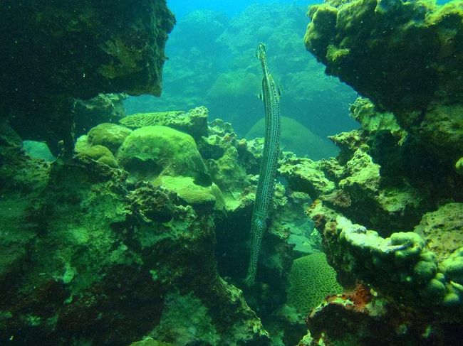 この日2本目はIsra Verdeの傍のCatedorales（聖堂群）と言うハードコーラルが多いスポットで、写真はTrumpetfish（ヤガラの仲間）です。<br />