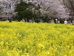 東花畑の菜の花も桜とのコラボでちょうど良い感じ。
これも去年は不作だったので二年ぶり。