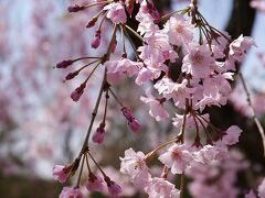 いつものことながら日本庭園はちょっと寄るだけ。
八重紅枝垂の周りに人が大勢集まっていました。
ツツジはまだなので、目玉はこれくらいかな？