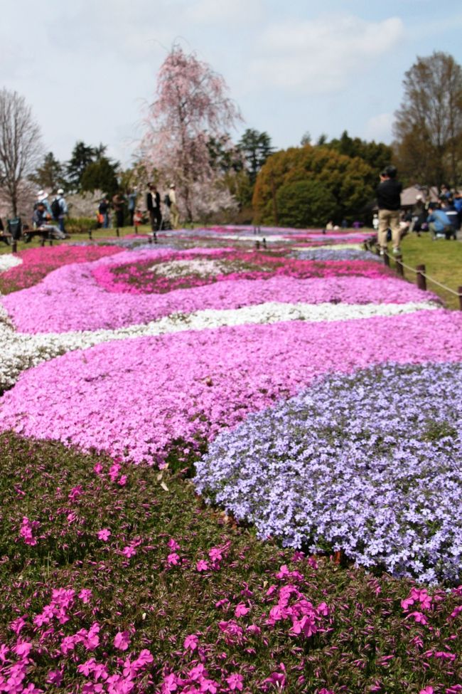 芝桜もだいぶ咲き始めています。<br />
