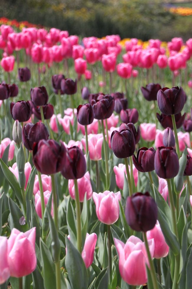 濃い紫のクイーンオブナイトと、可憐なピンク色のガブリエラ。<br />