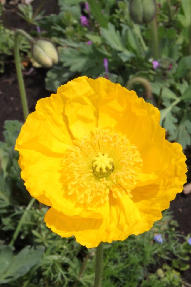 ポピーも開花し始めています。<br />