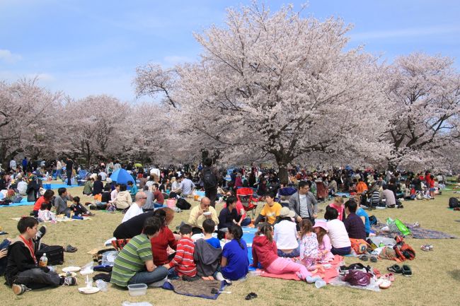 桜の園では宴たけなわ。こちらは国際色溢れるグループです。<br />
