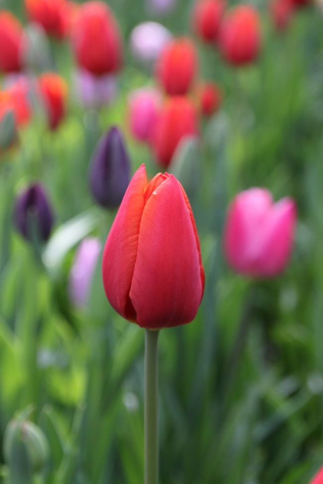 この辺りは色々な種類のチューリップが混じって植えられています。<br />