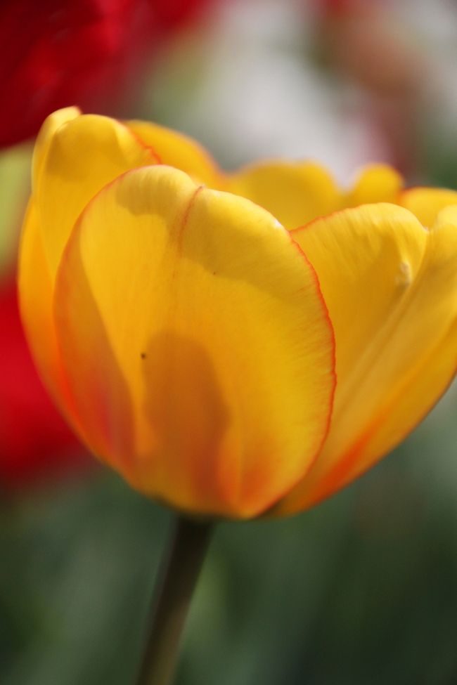 花びらに人の顔の部分が写ってるようにも見えます。<br />