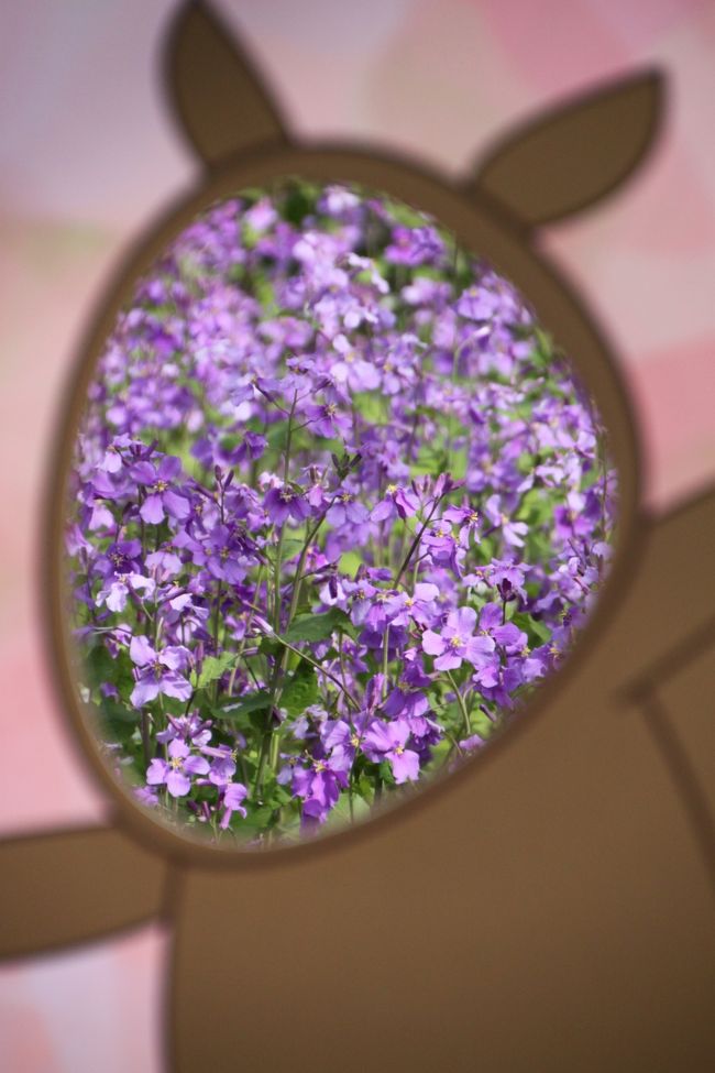 顔出し越しにムラサキハナナを撮ってみたら、意外と面白い写真が撮れました。<br />