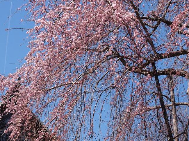 桜の名所で名高い吉野へ・・・ っがしかし・・・』吉野(奈良県